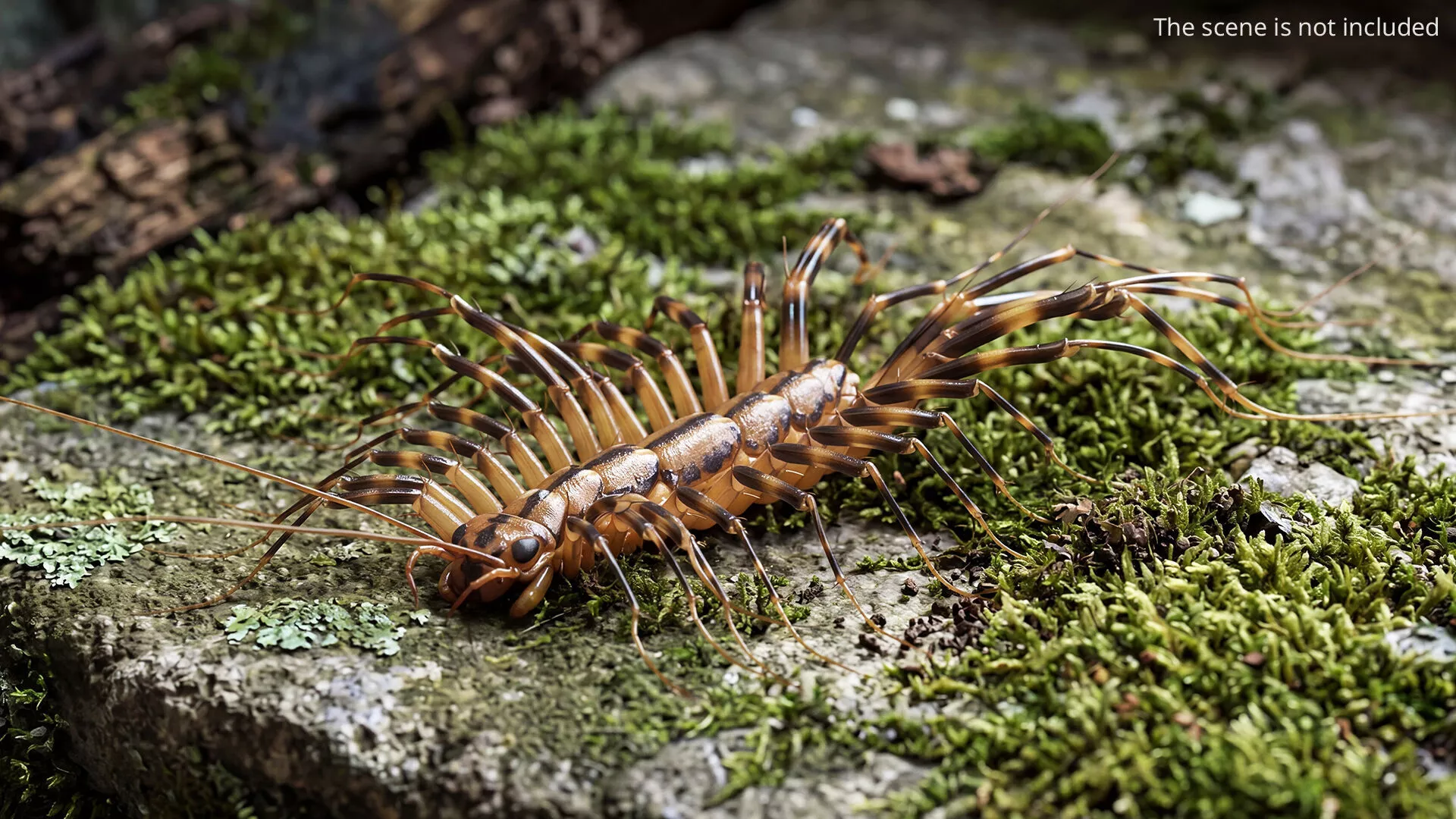 Scutigera Coleoptrata Fur Set Animated Rigged For Maya 3D model