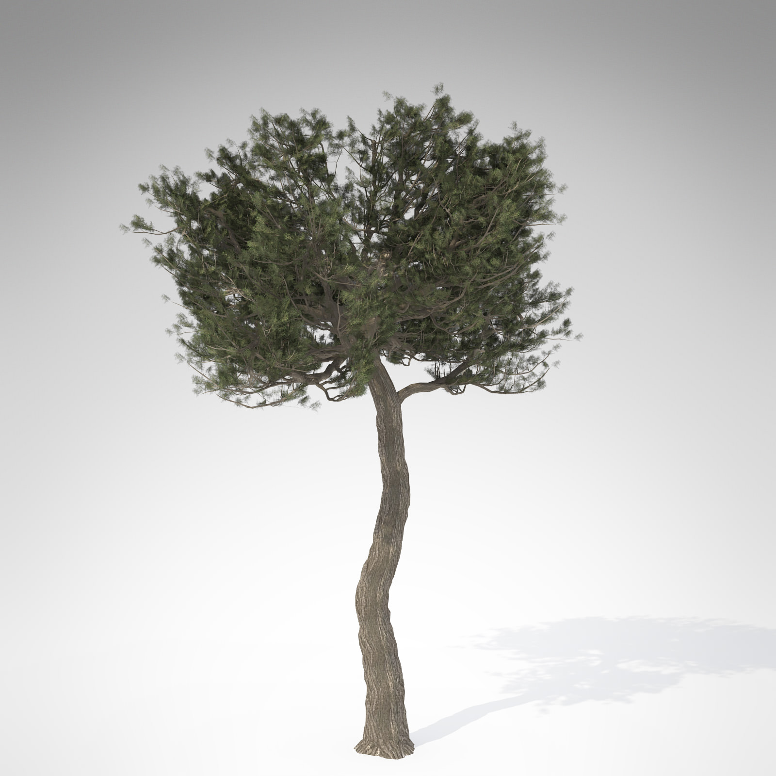 XfrogPlants Monterey Cypress 3D model_2