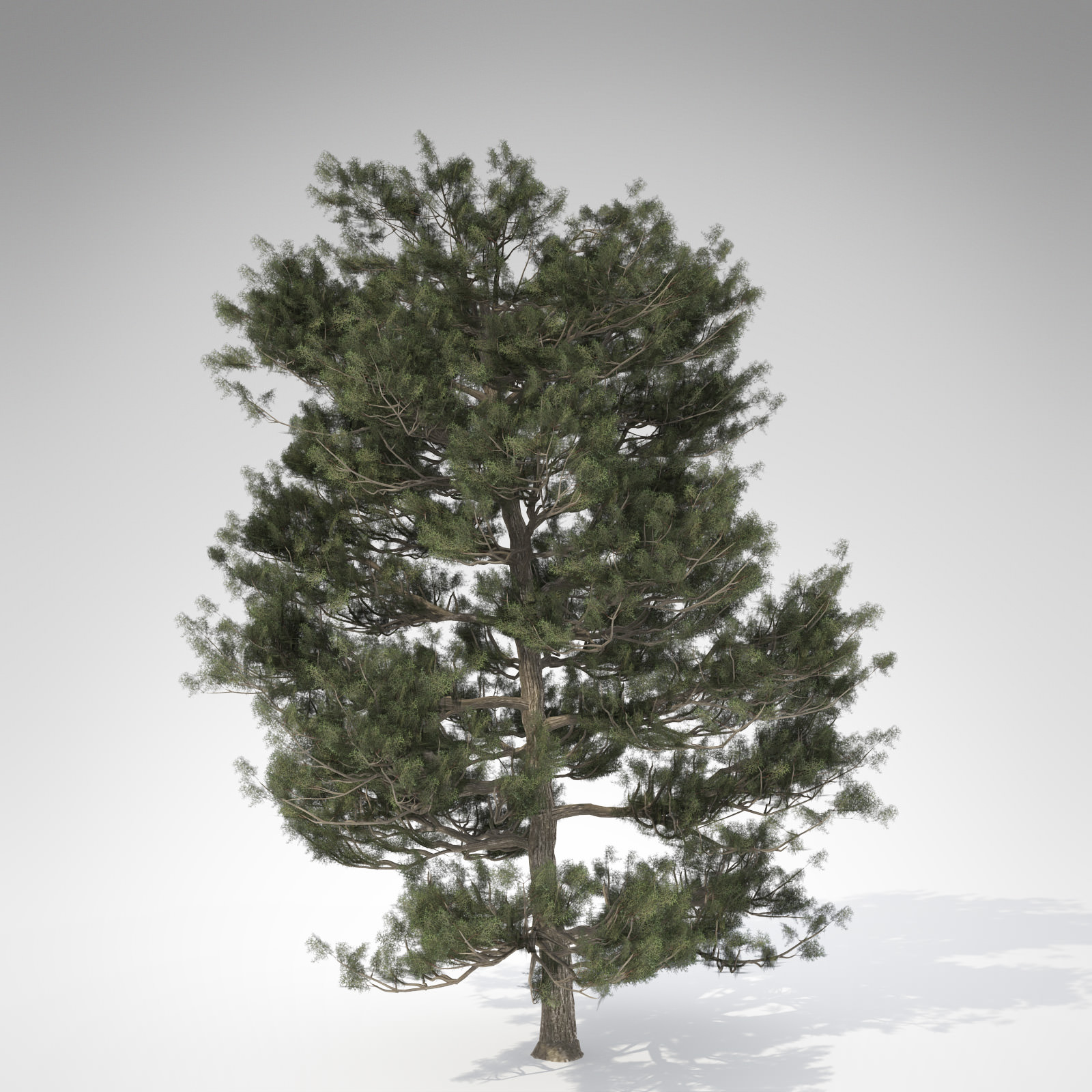 XfrogPlants Monterey Cypress 3D model_1