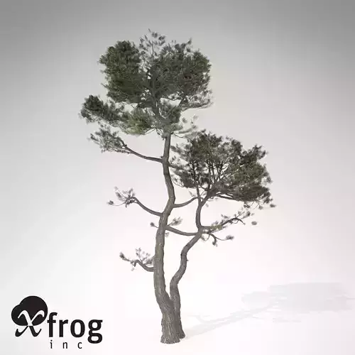 XfrogPlants Monterey Cypress 3D model