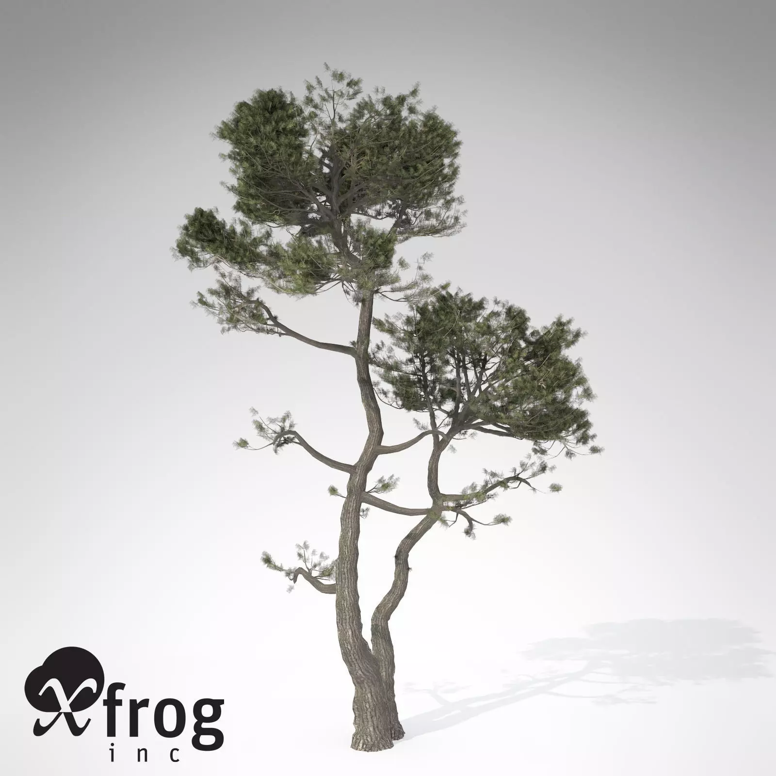 XfrogPlants Monterey Cypress 3D model_0