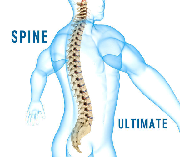 Human Spine with spinal cord and body 3D model