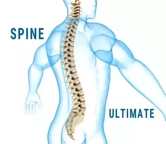 Human Spine with spinal cord and body 3D model