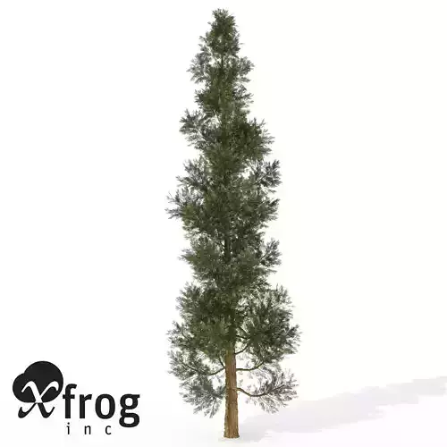 XfrogPlants Incense Cedar 1