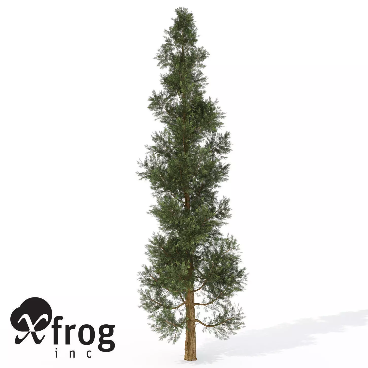 XfrogPlants Incense Cedar 1 3D model_0