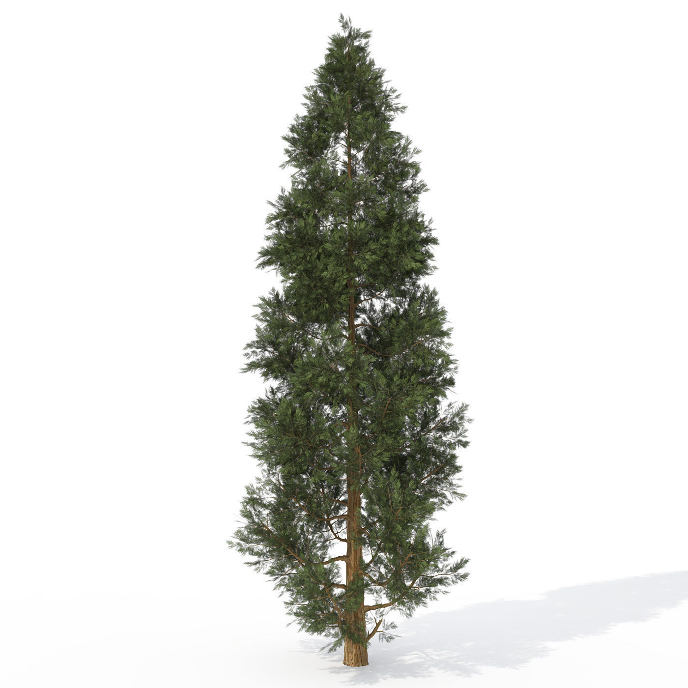XfrogPlants Incense Cedar 1 3D model_2