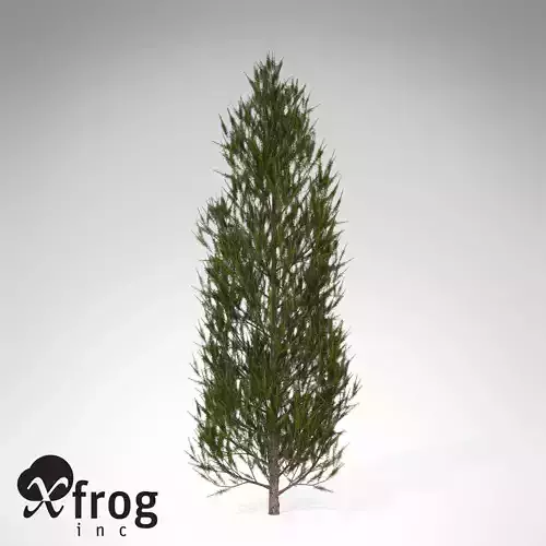 XfrogPlants Western Larch 3D model