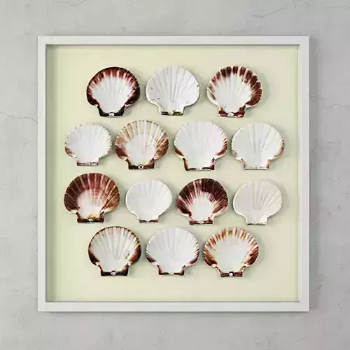 Scallop Shells