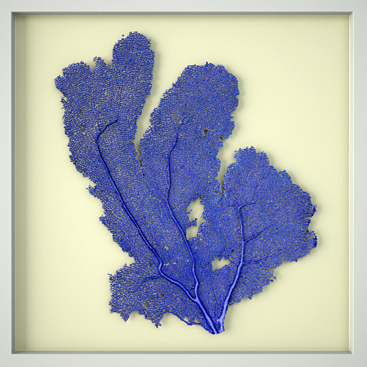 Sea Fans 3D model_4