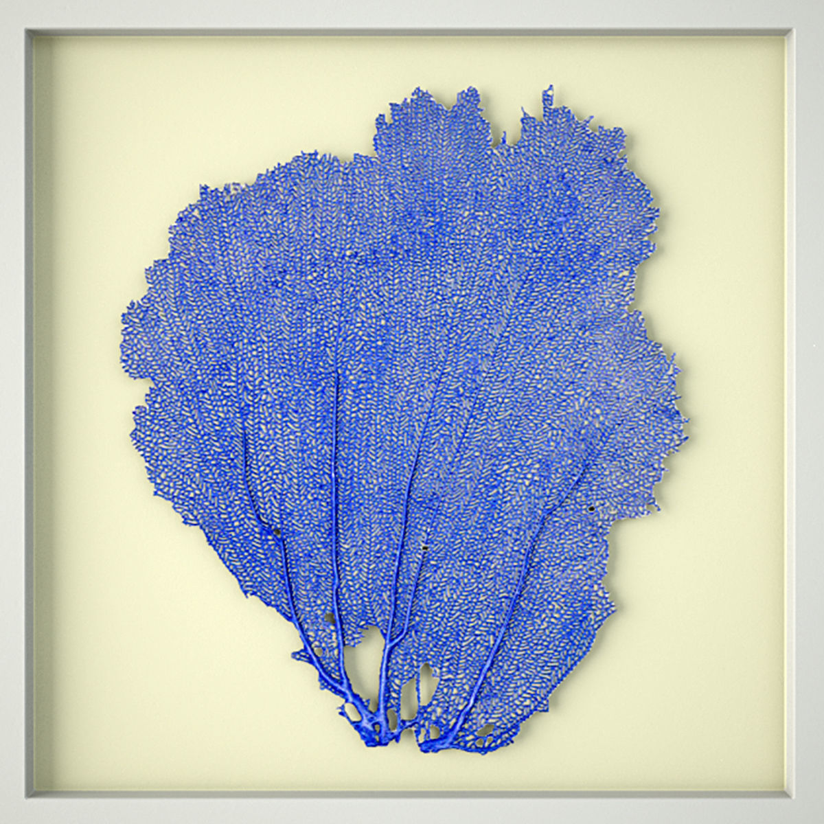 Sea Fans 3D model_5