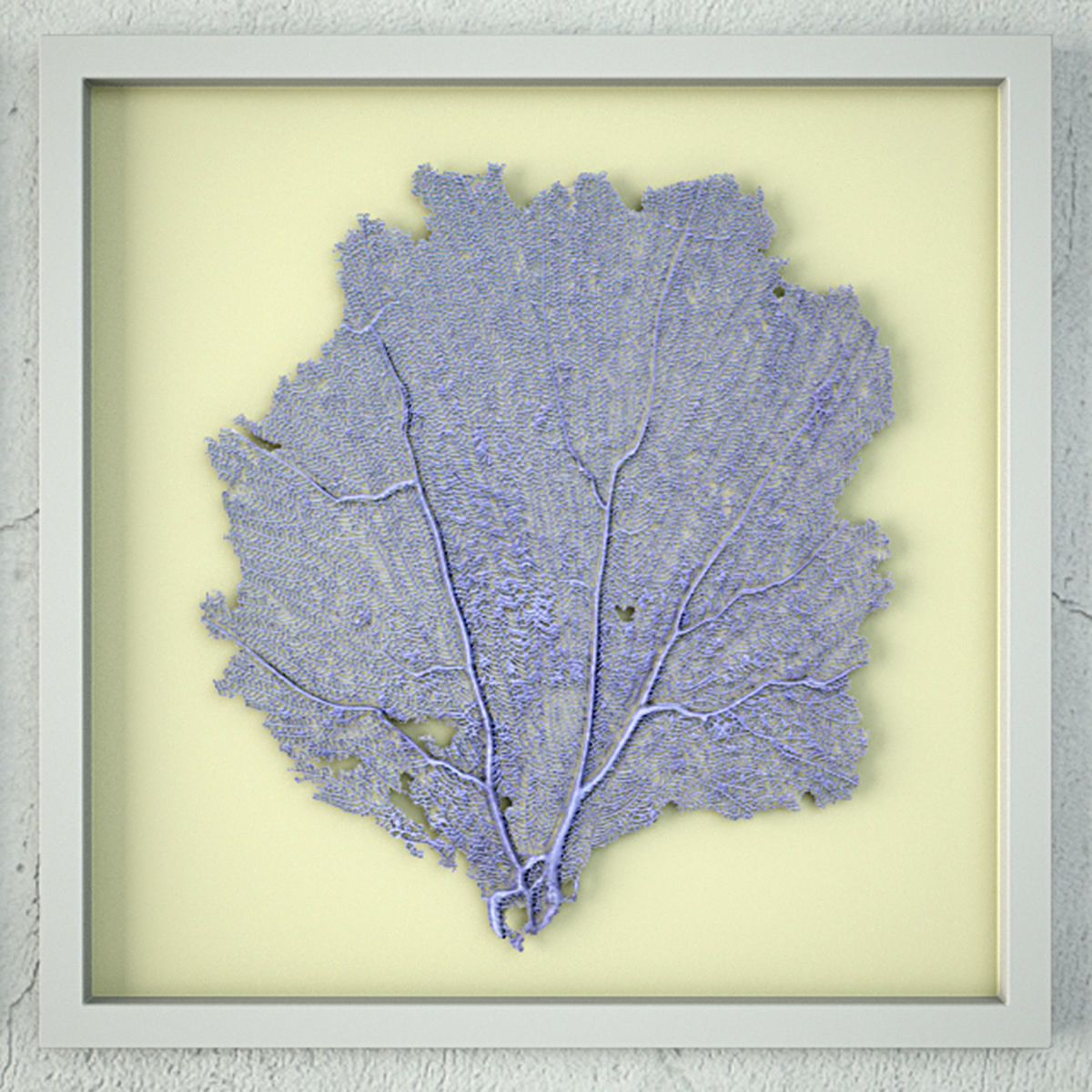 Sea Fans 3 3D model_3