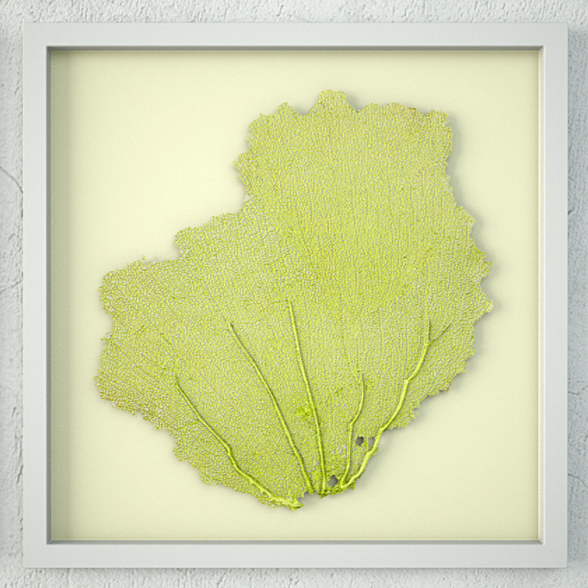 Sea Fans 3 3D model_2