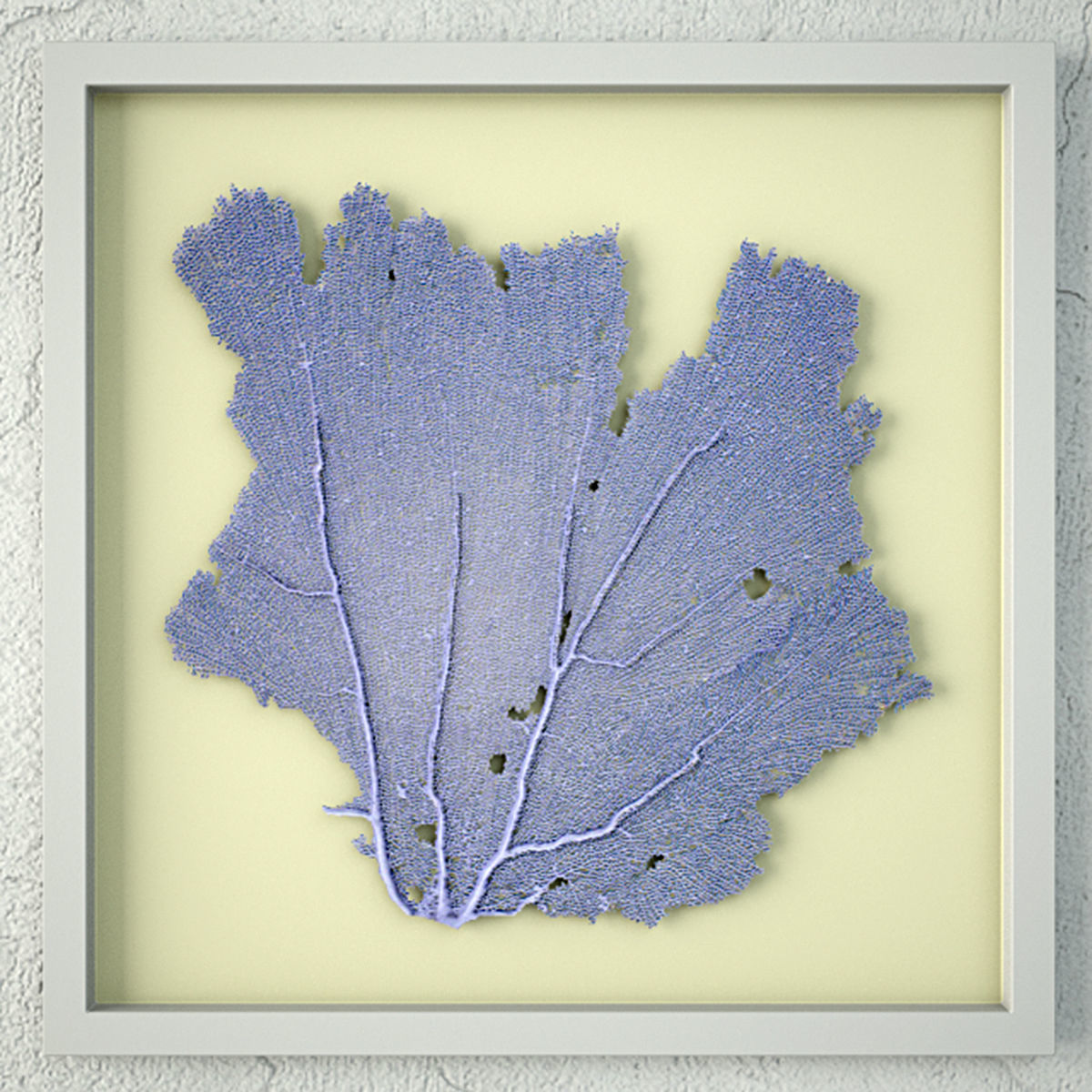 Sea Fans 3 3D model_5