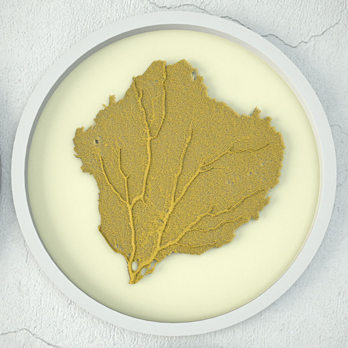 Sea Fans 5 3D model_3