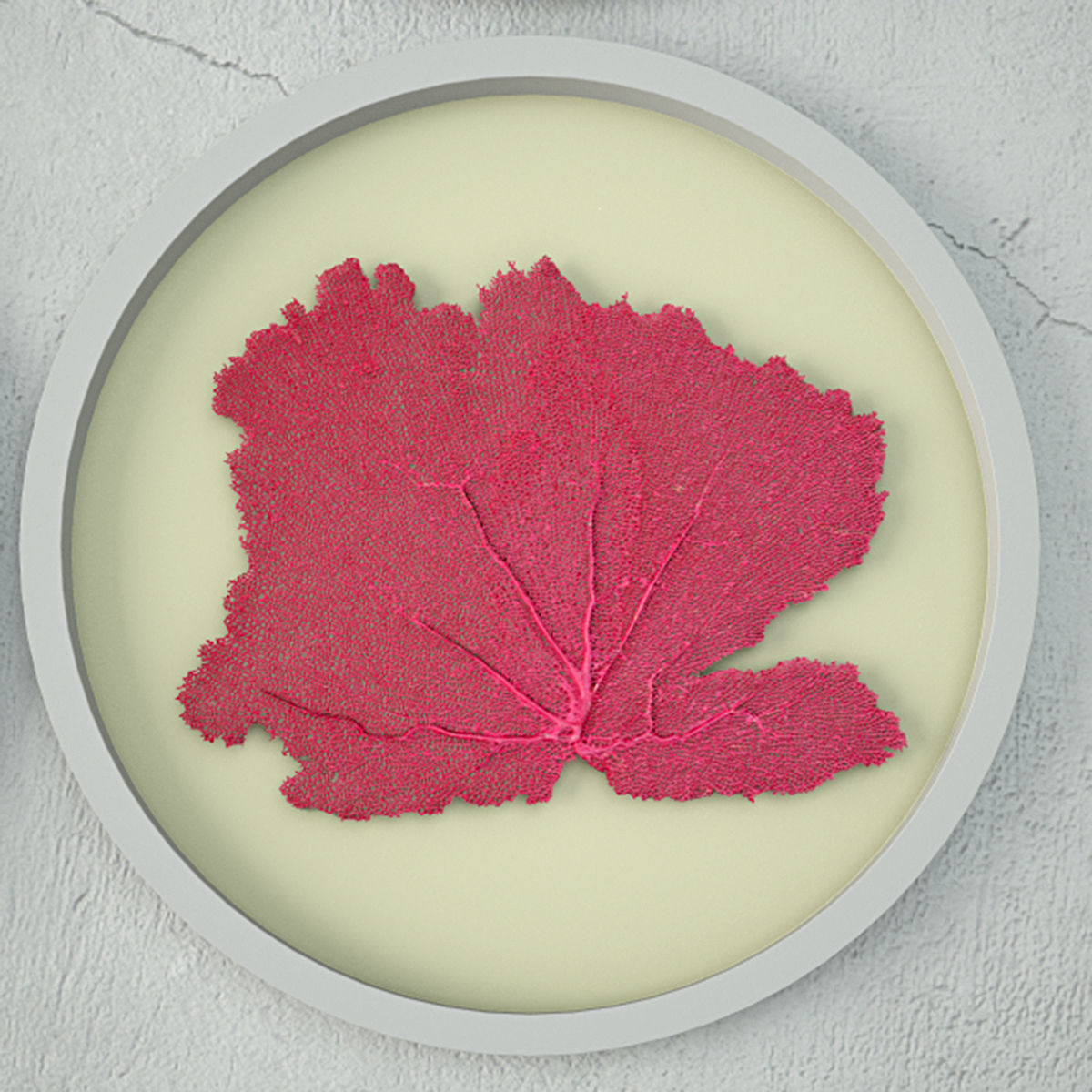 Sea Fans 5 3D model_2