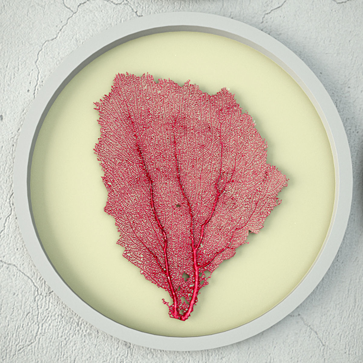 Sea Fans 5 3D model_5