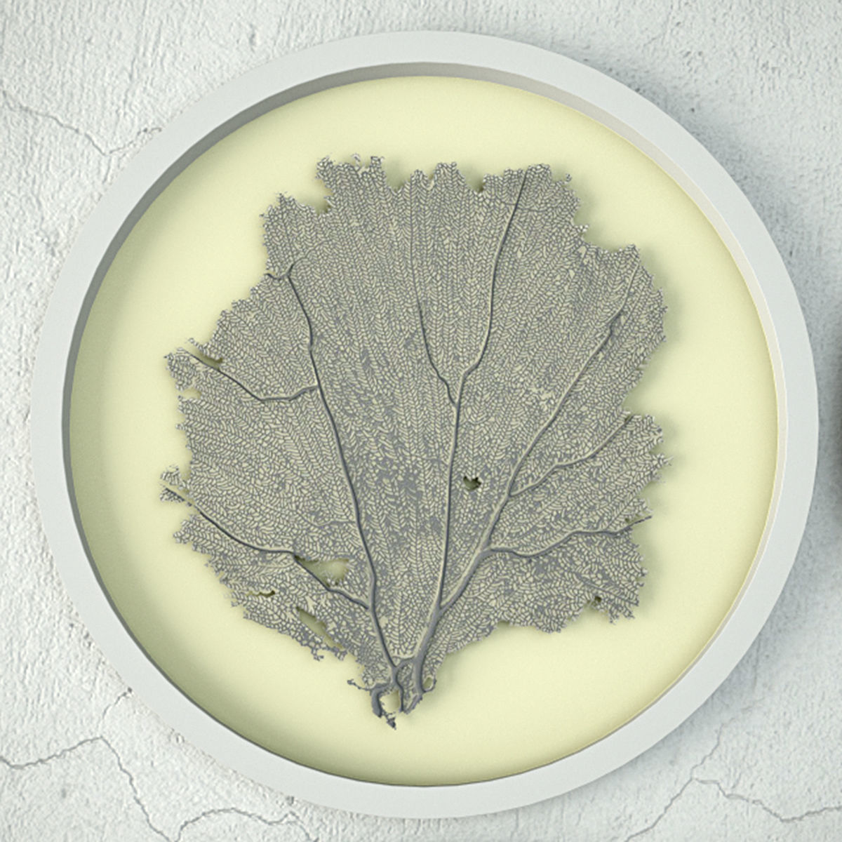 Sea Fans 5 3D model_4