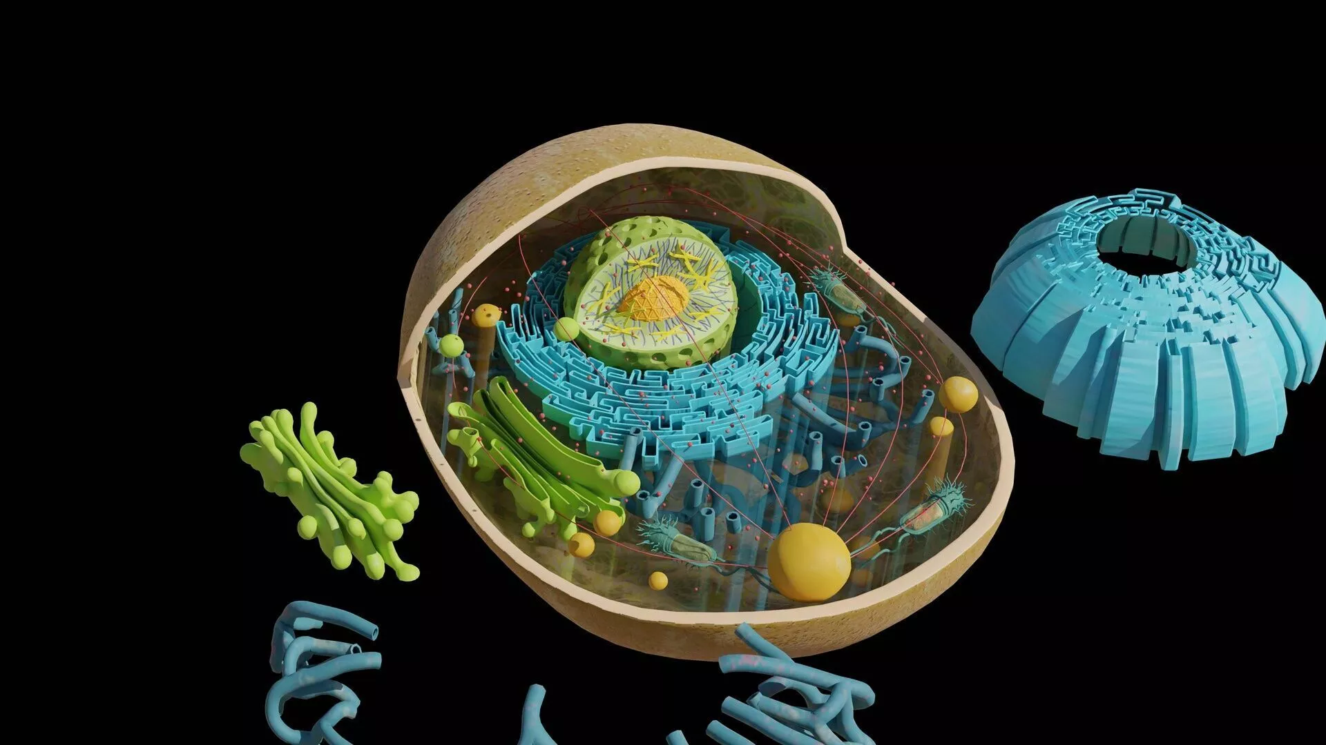Animal Cell Structure Model Educational Biology Medical Low-poly 3D model