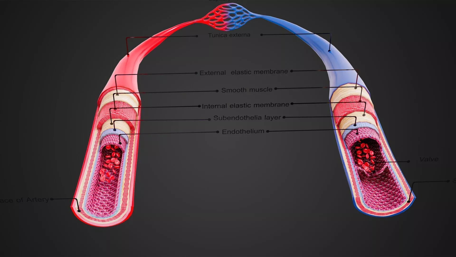 Blood Vessels Human Circulatory System Model Medical Low-poly 3D model