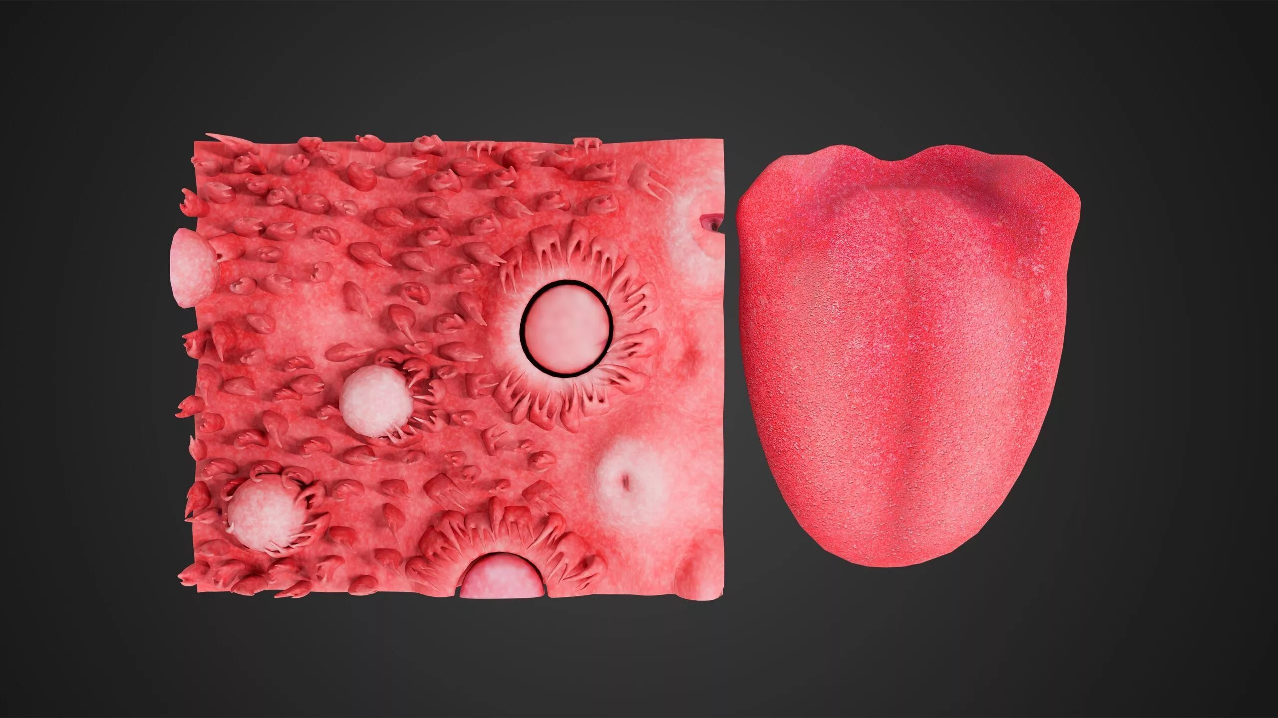Anatomical Tongue with Cross Section Human Oral Model Low-poly 3D model