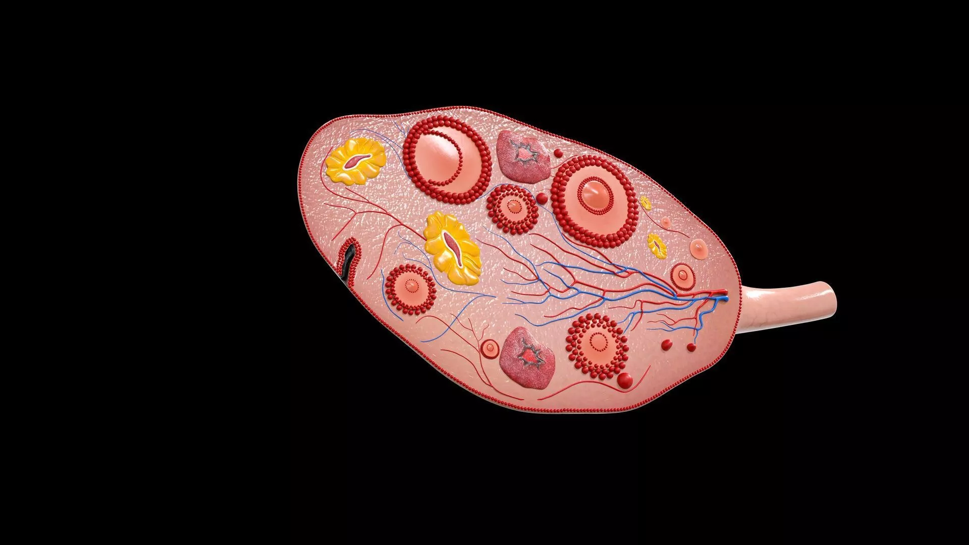 Human Ovary Model Realistic Female Reproductive Anatomy Low-poly 3D model