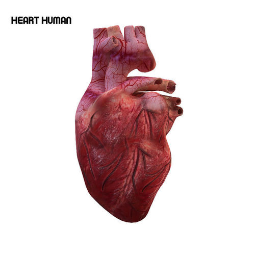 Human Heart 3D model