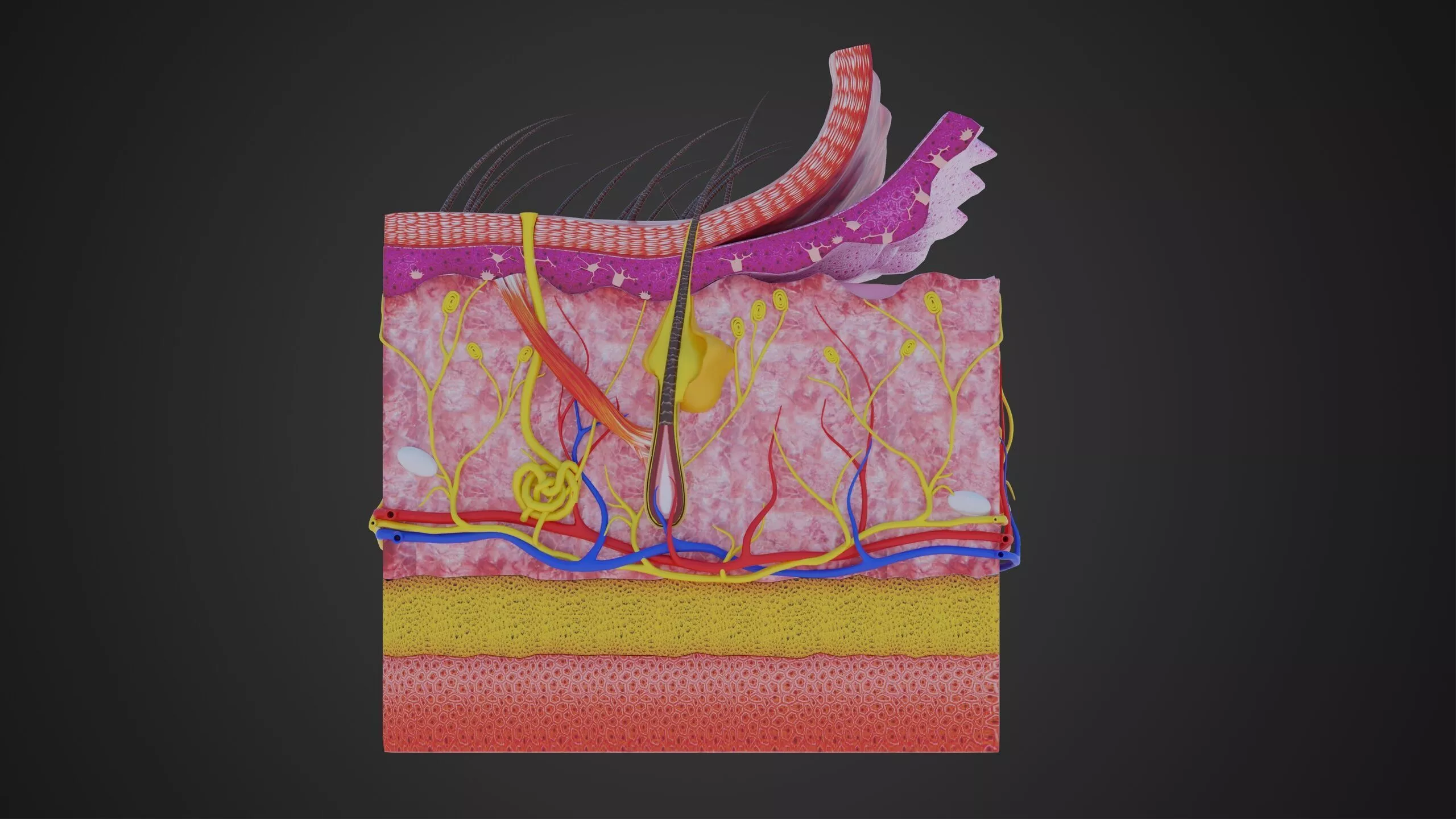 Human Skin Layers Anatomy Epidermis Dermis and Hypodermis Low-poly 3D model