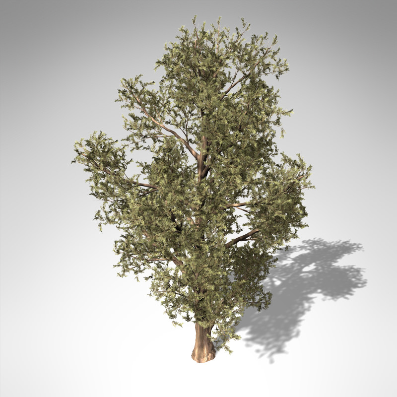 XfrogPlants Western Juniper 3D model_2