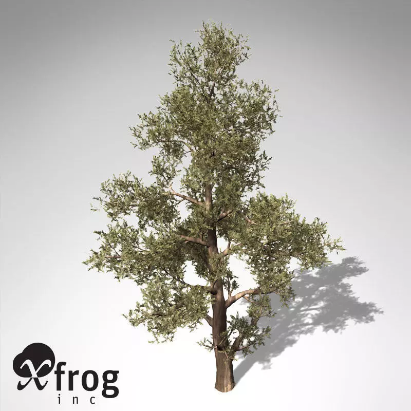 XfrogPlants Western Juniper 3D model_0