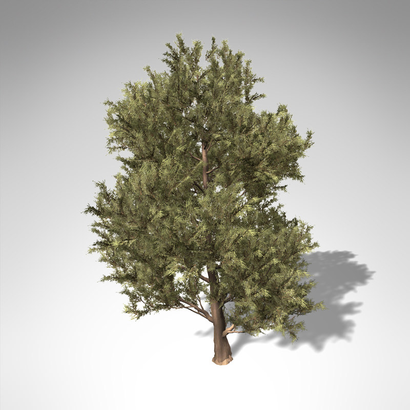 XfrogPlants Western Juniper 3D model_1