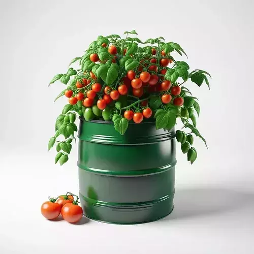 Tomato Plant in Barrel Planter 3D model