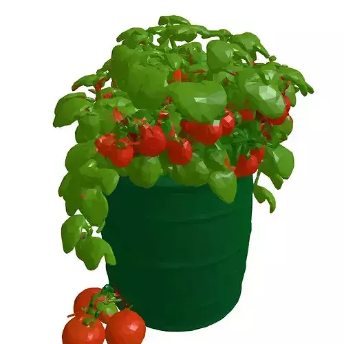 Tomato Plant in Barrel Planter 3D model 4