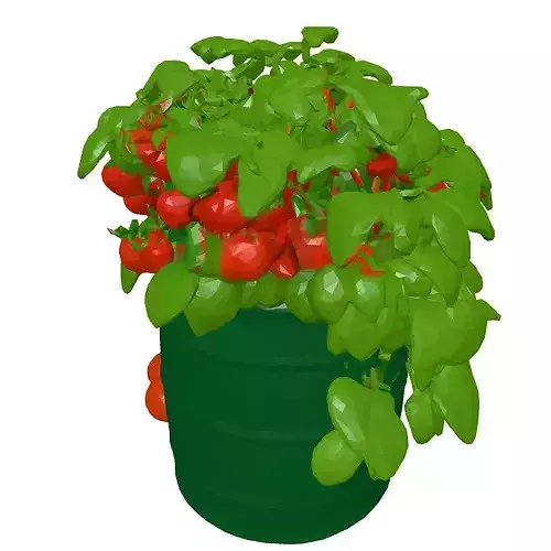 Tomato Plant in Barrel Planter 3D model 3