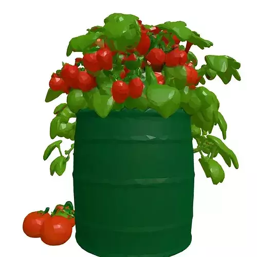 Tomato Plant in Barrel Planter 3D model 5