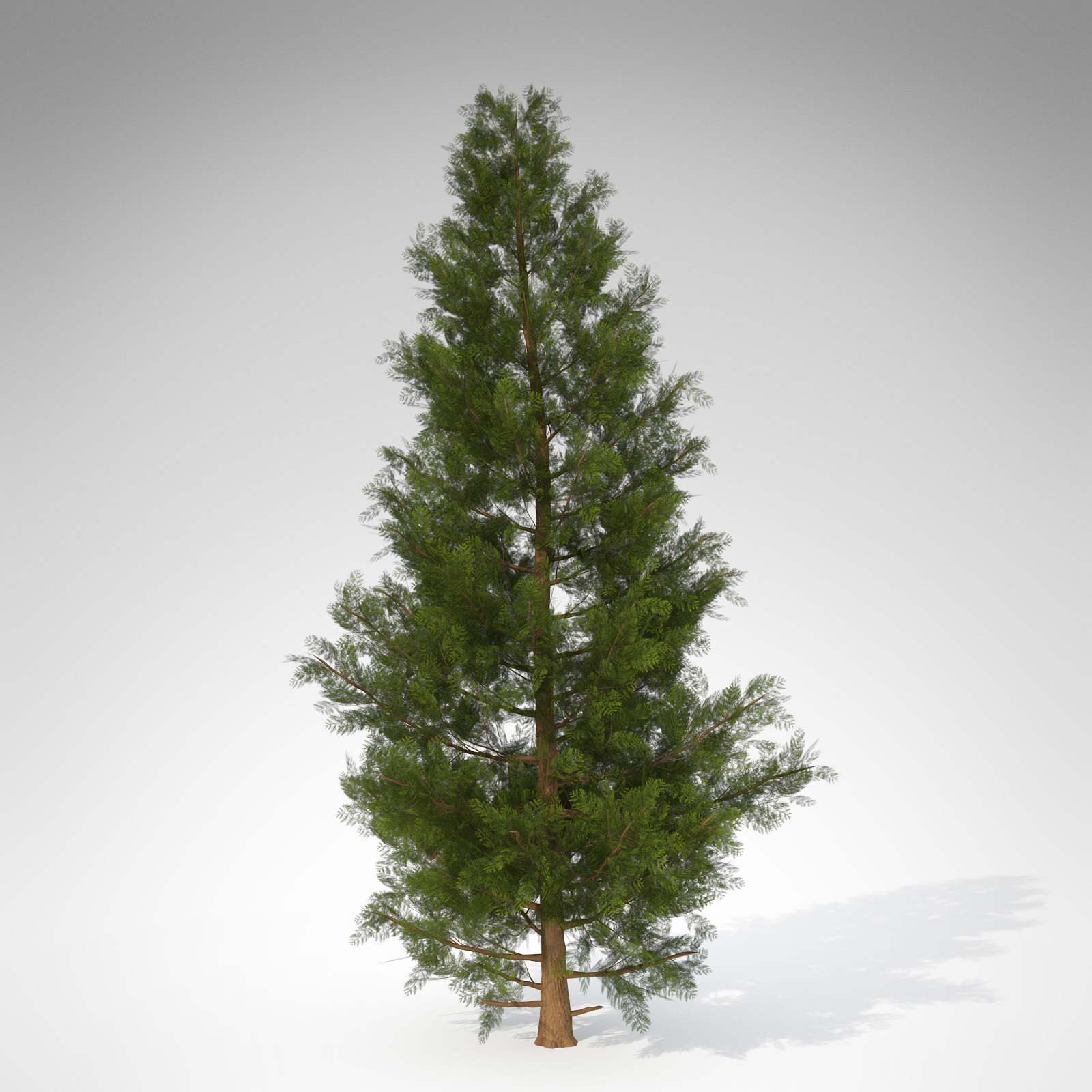 XfrogPlants Western Red Cedar 3D model_1