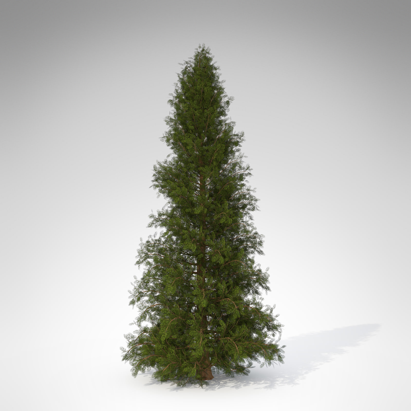 XfrogPlants Western Red Cedar 3D model_2