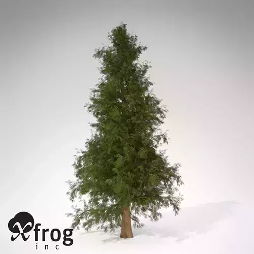 XfrogPlants Western Red Cedar