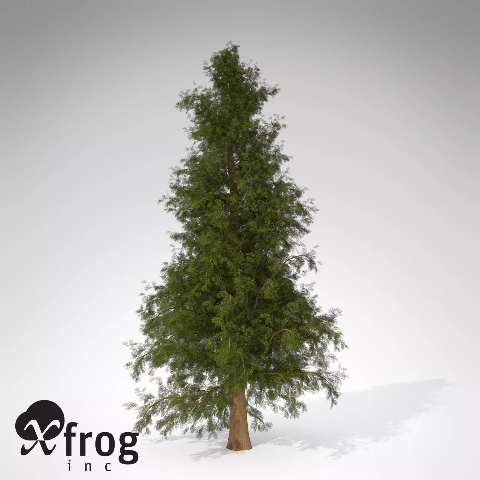 XfrogPlants Western Red Cedar 3D model_0