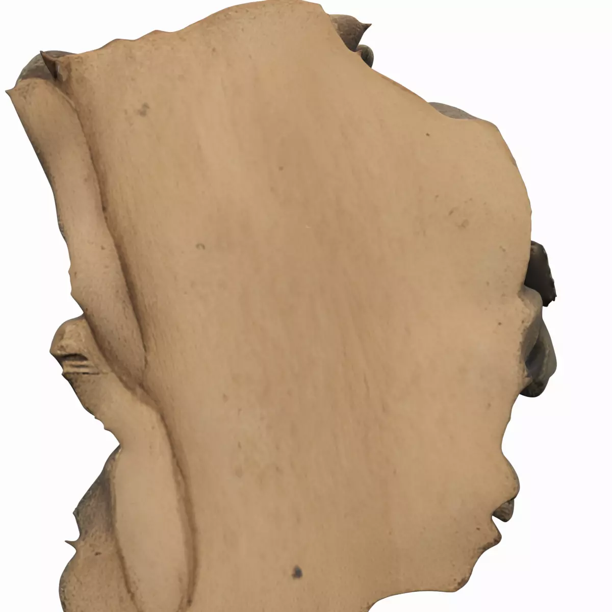 3D Willow Bark Specimen Medicinal Textures Aspirin Precursor 3D model