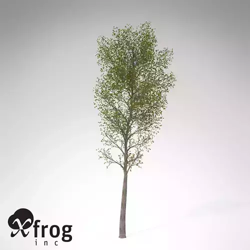 XfrogPlants Balsam Poplar 3D model