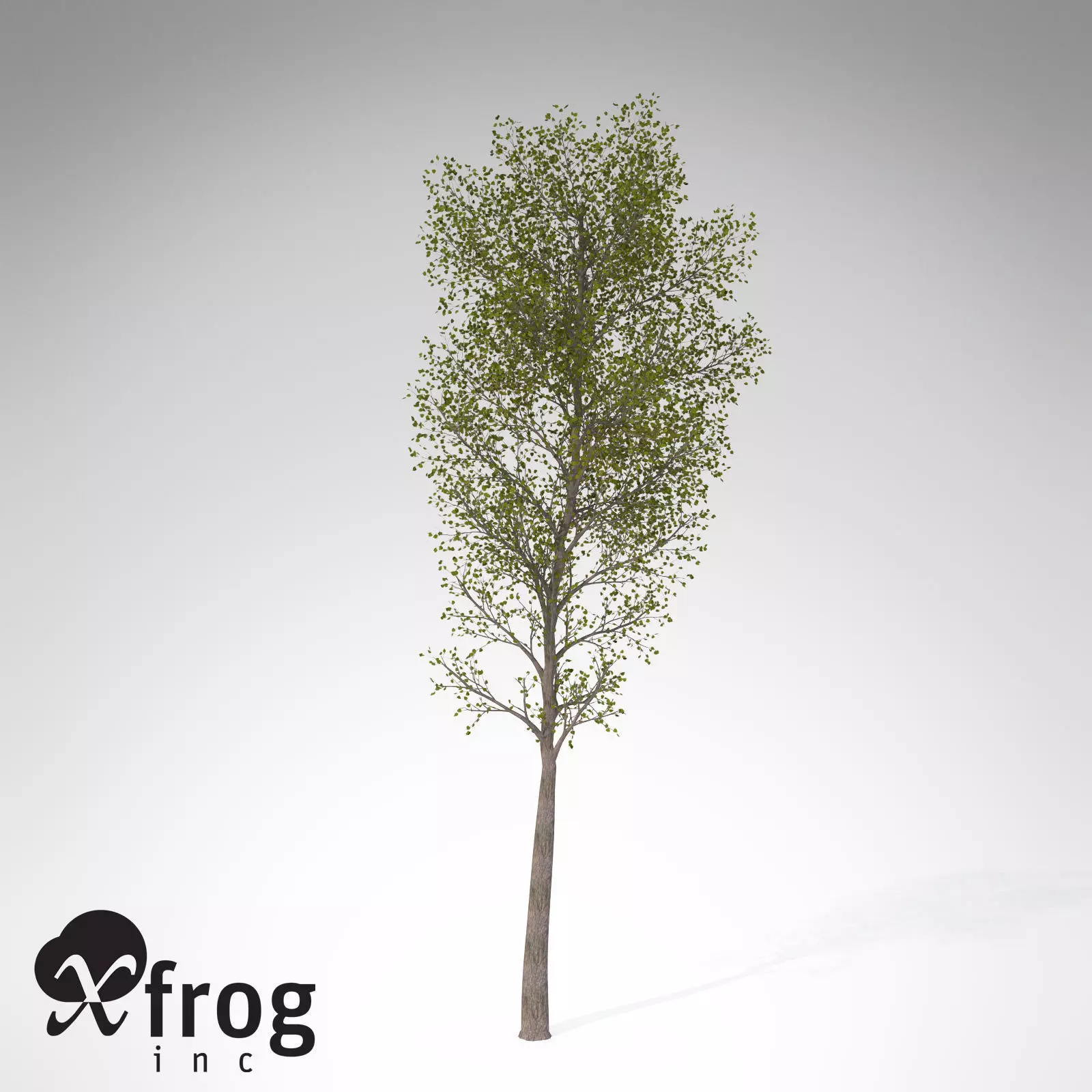 XfrogPlants Balsam Poplar 3D model_0