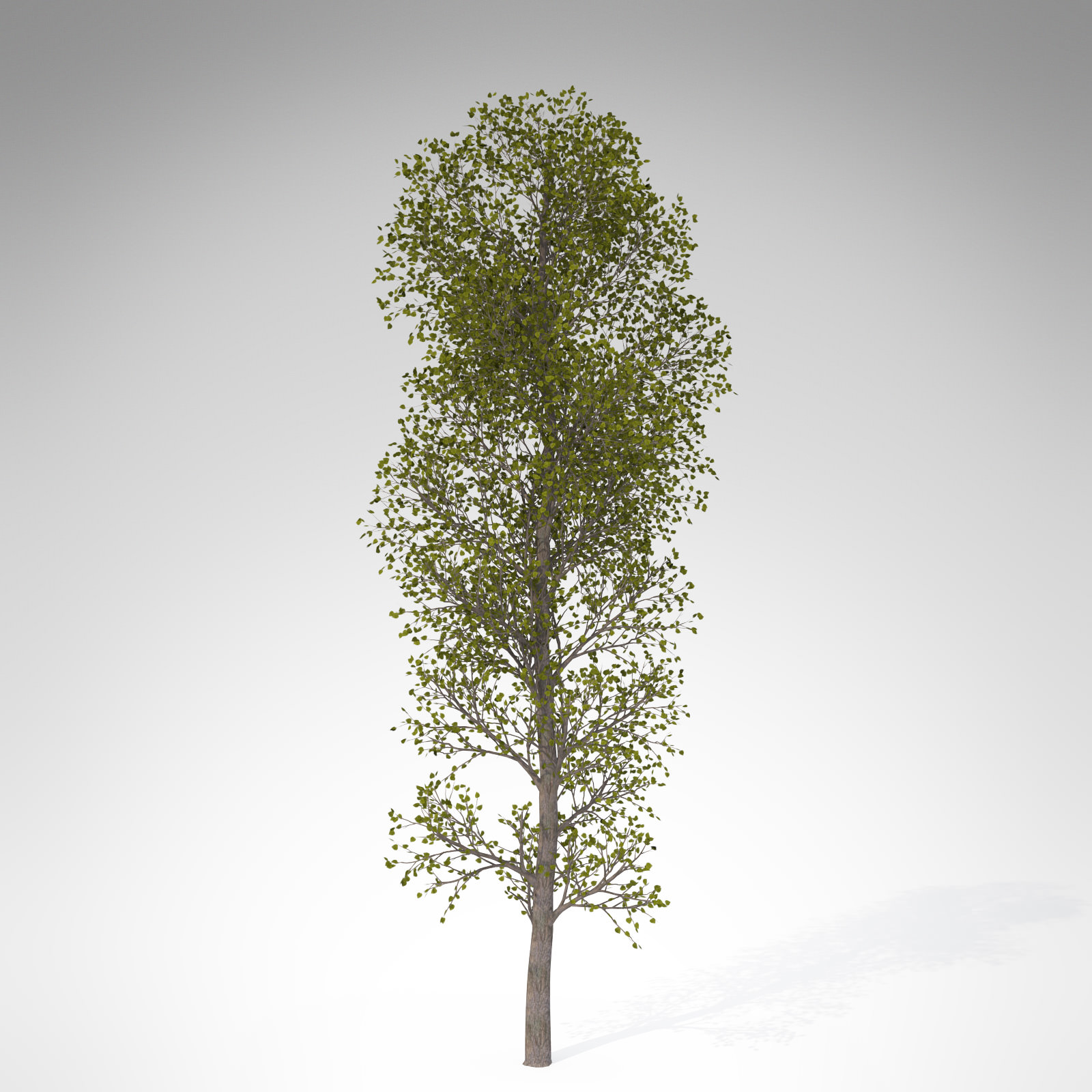 XfrogPlants Balsam Poplar 3D model_2