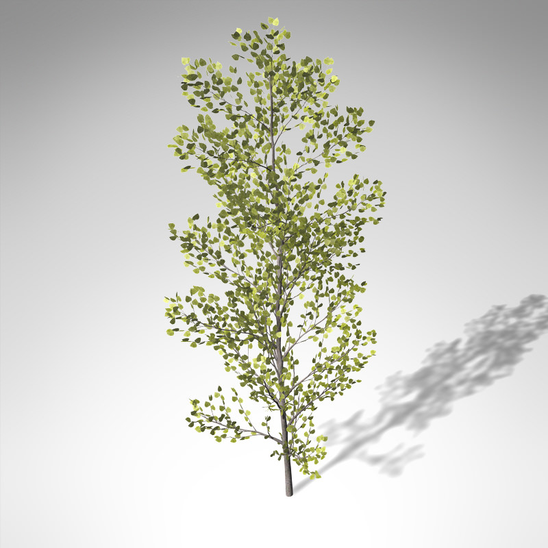 XfrogPlants Balsam Poplar 3D model_1