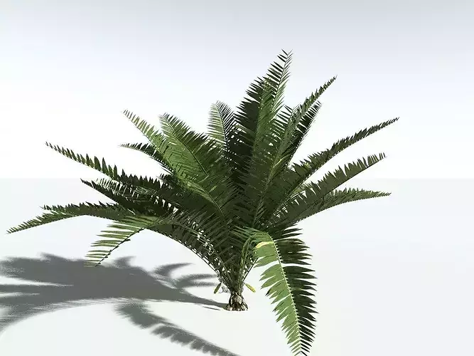EVERYPlant Seashore Palm