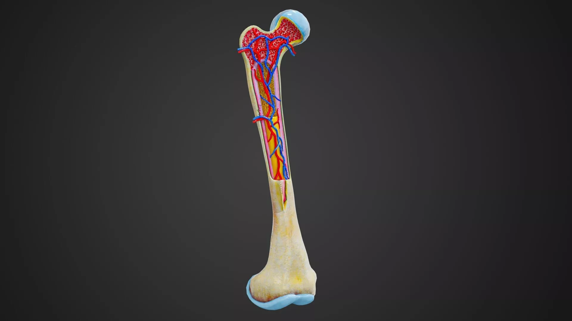 Sectioned Human Femur Bone Cross Section Anatomy Visualization Low-poly 3D model