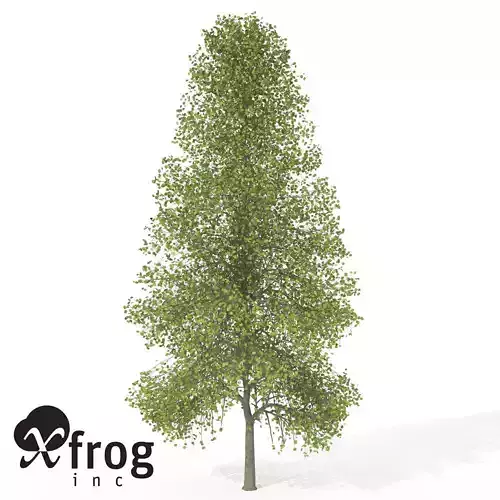 XfrogPlants Tuliptree