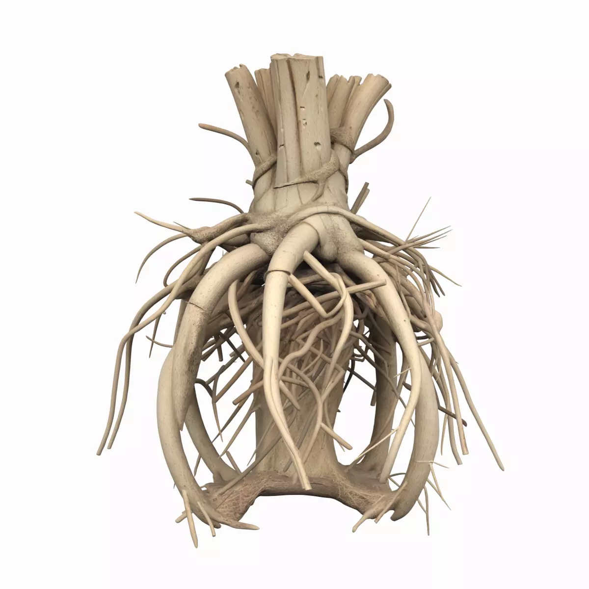 3D Valerian Root Model Calming Medicinal Botanical Specimen 3D model
