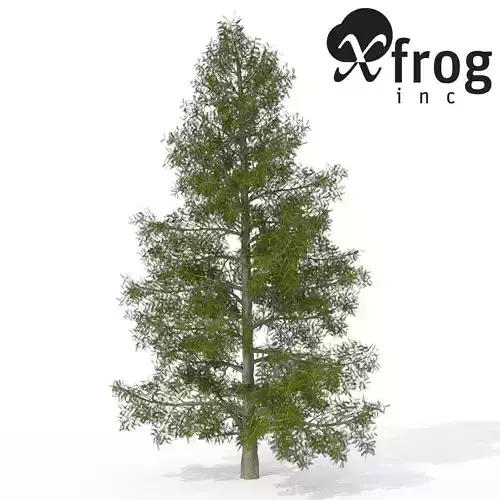 XfrogPlants California Nutmeg