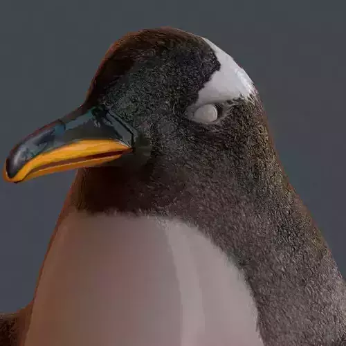Penguin Gentoo - Antartic Low-poly 3D model
