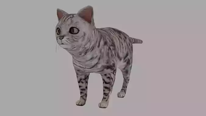 Cat - British Silver Tabby Young